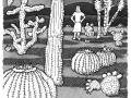 cactus-in-desert